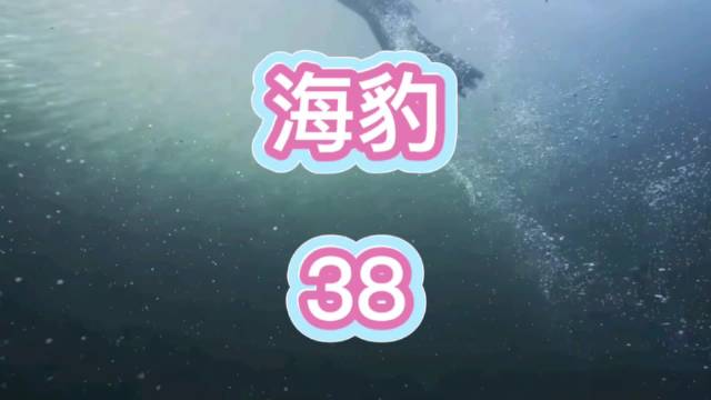 海豹觅食遭大白鲨追击，海中上演生死博弈