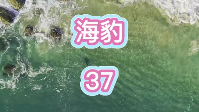 大白鲨急速逼近，海豹奋力逃生