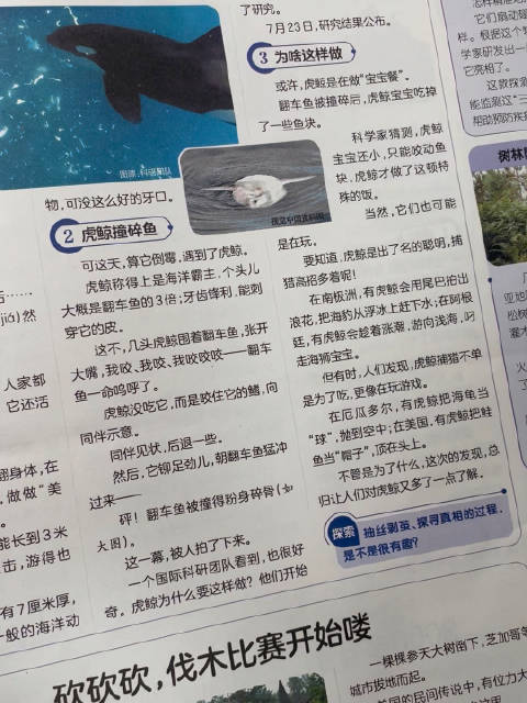 20-5 虎鲸为啥这样做？ 看看科学家怎么说