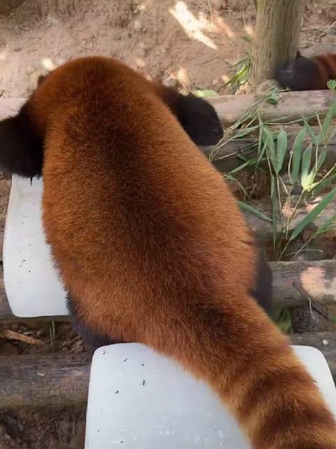小熊猫睡觉觉，九节狼面包毛毛能