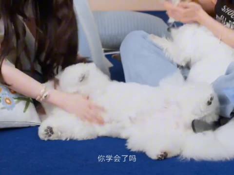 谁能想到仙女姐姐养狗是“损友”模式！