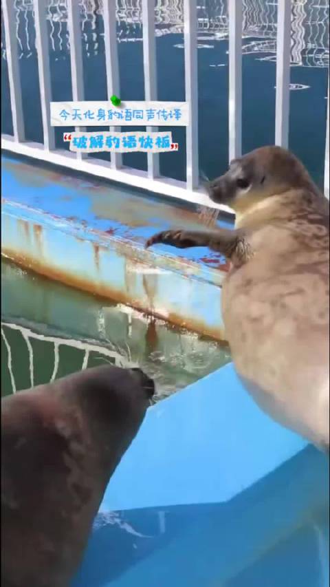 今天是豹语快板同声传译