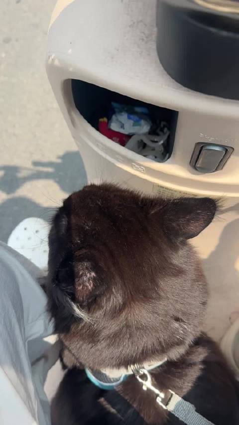 给大家一点大型猫的震撼完全是拖拉机呀