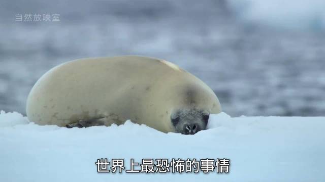 虎鲸群捕猎两只海豹全过程，所展现的智慧超乎想象！