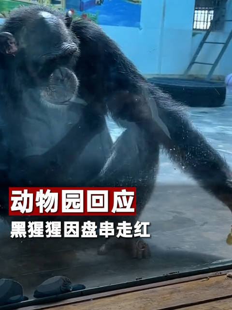 西安28岁黑猩猩成盘串高手