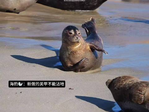 海豹：新做的美甲不能碰地