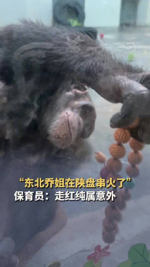 西安秦岭动物园黑猩猩因盘手串走红