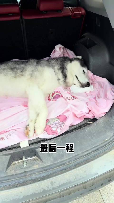 有一段时间没刷到过网红哈士奇奥斯卡了，再次刷到时居然去世了