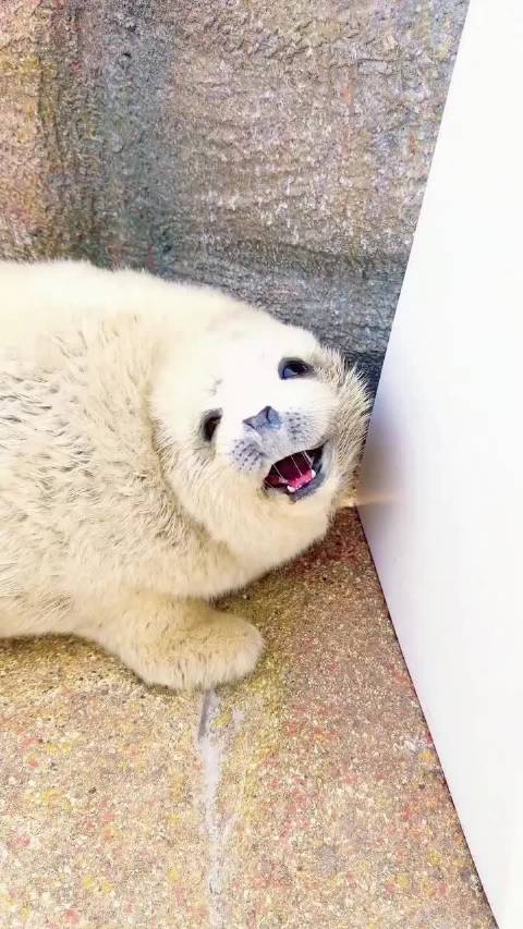 ins：seal_2028