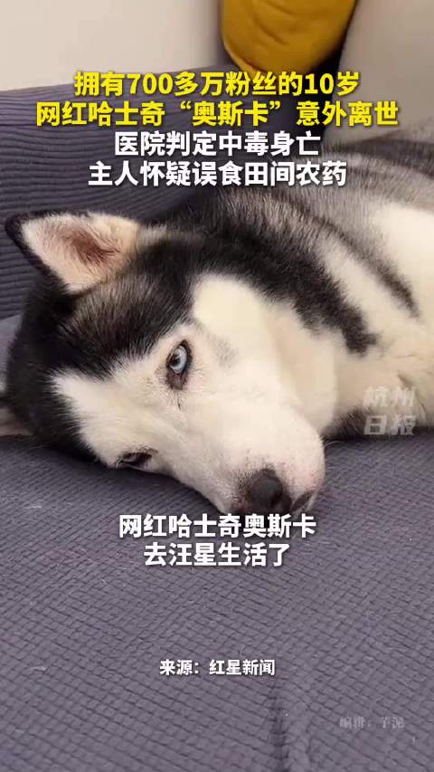 10岁网红哈士奇奥斯卡中毒身亡，疑误食农药