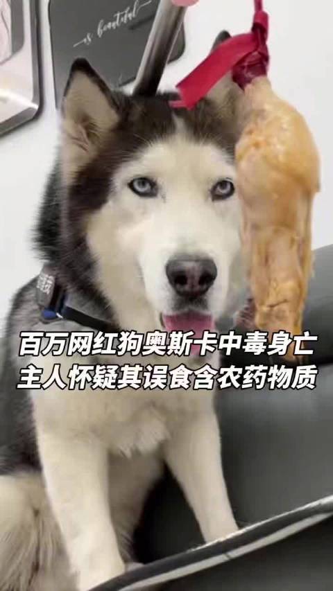 700万粉网红狗中毒身亡，主人怀疑其误食含农药物质