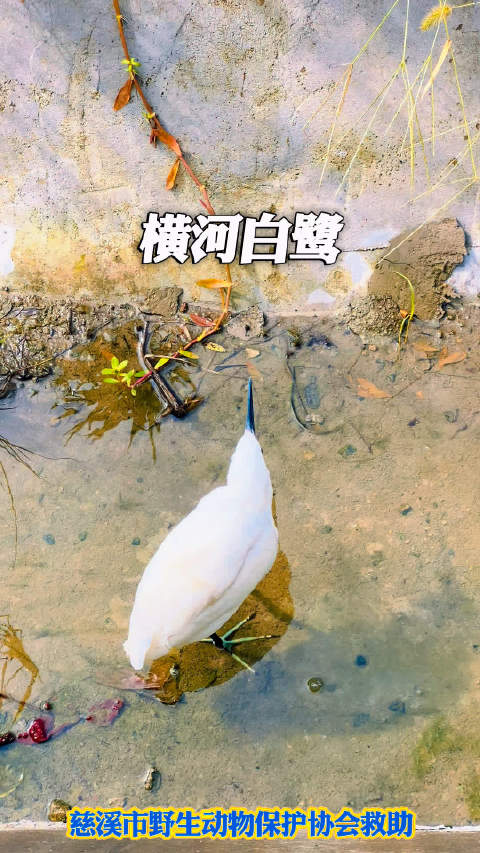 慈溪野保队员救助白鹭，恢复后放归栖息地