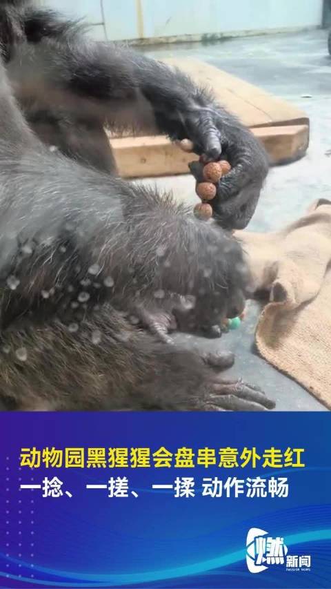 动物园黑猩猩会盘串意外走红