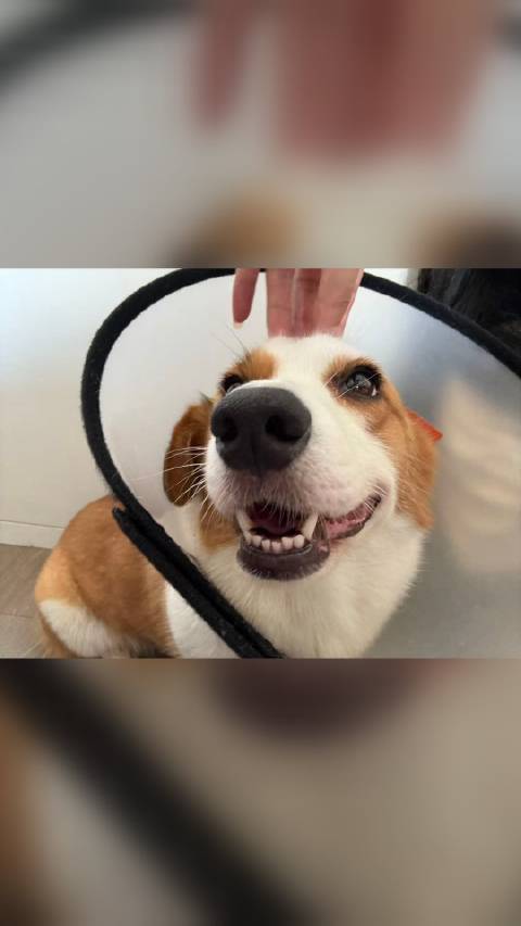 仔仔 近期 生活照