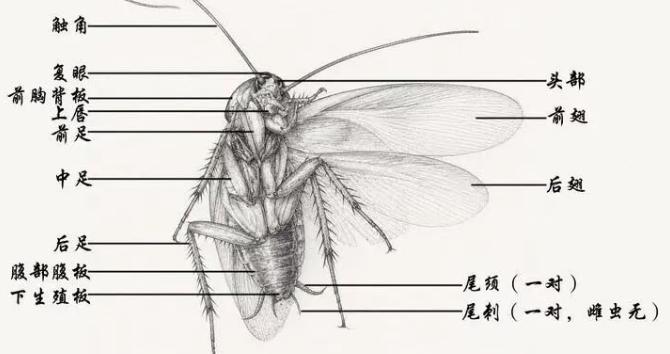 北京出现南方“大蟑螂”？越踩越多？七问疾控专家