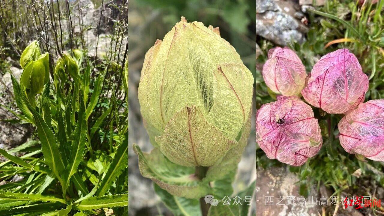 三种雪莲同时在甘孜州流石滩绽放 植物学者:从业16年首次观测到 三种雪莲同时在甘孜州流石滩绽放 植物学者:从业16年首次观测到
