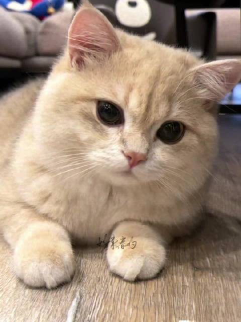 做我的猫⌯>₃