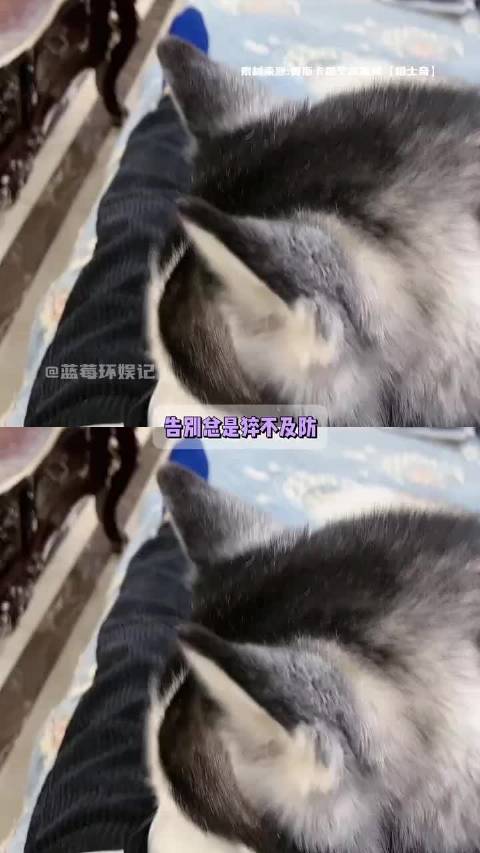 盼望奥斯卡与小七小金人离散!