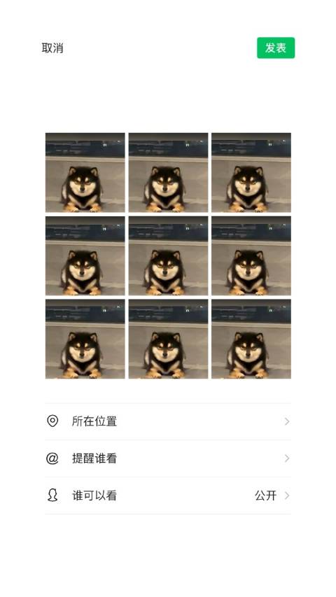 想和你养个狗狗 到我家楼下走走