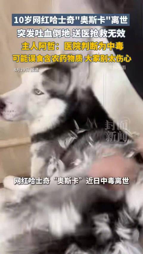 百万网红狗身亡疑因误食含农药物质