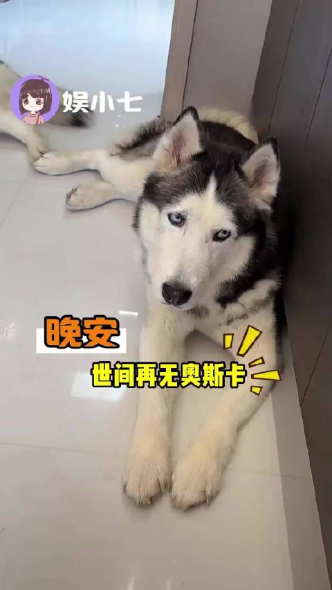 先是小七，再是小金人，现在奥斯卡竟然也离开我们了吗