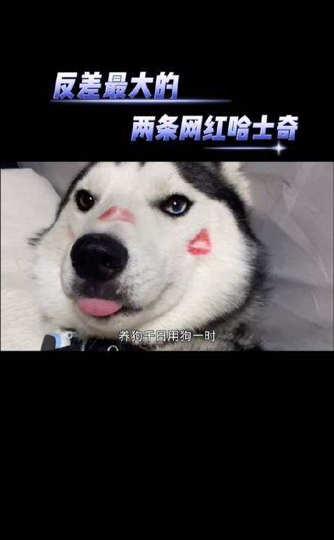 二哈双面派，领军人物与反面教材