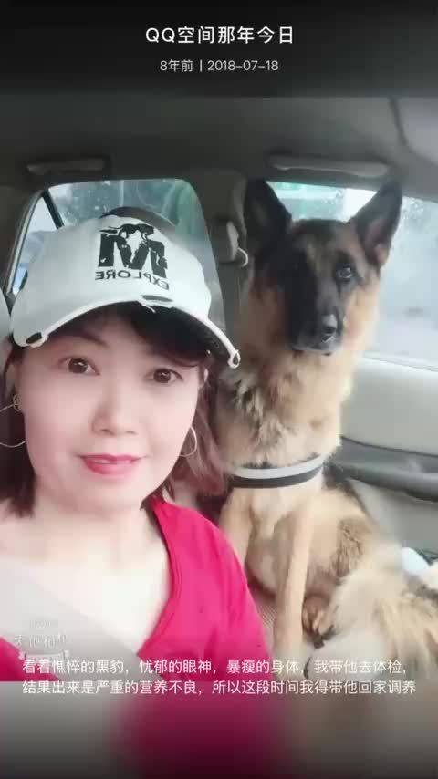 八年前旧照唤醒德牧黑豹陪伴记忆
