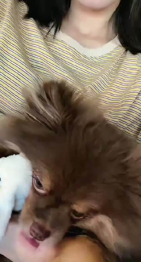 彭小苒又带着狗狗直播啦，好可爱啊，好像黑熊精
