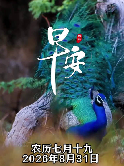 孔雀开屏，吉祥临门，愿你，喜乐层层铺开，好运常伴朝夕