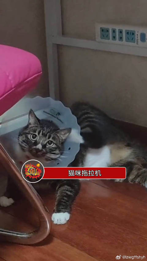 猫猫牌拖拉机即将启动，上车吗，带你一个