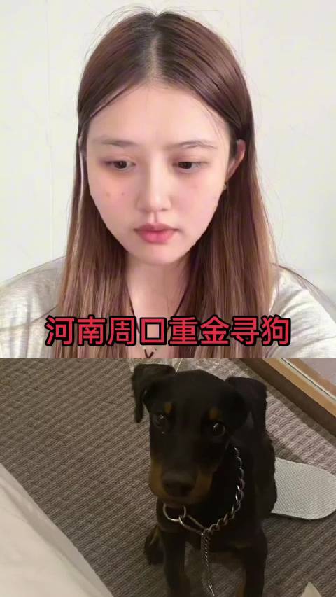 河南周口重金寻狗 狗狗名字：黑豹 性别：公 狗狗特征：黑棕配色德系杜宾…