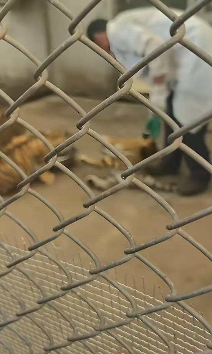 吉林一虎园幼虎疑被饲养员一脚踢昏，园方称饲养员遭幼虎咬住引发本能反应，幼虎咬人有多疼？踢昏它要多大力？