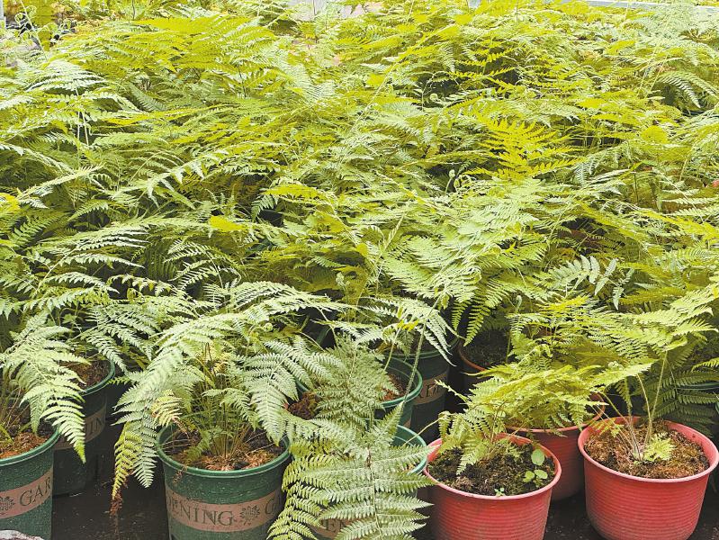 人工繁育金毛狗蕨今秋有望“回家”