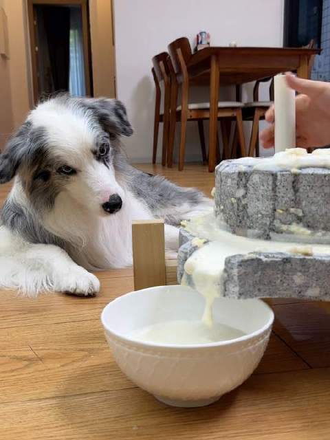 边牧的天赋不止于围羊打转，何不挑战豆浆研磨新技能？