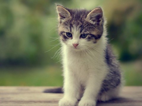 希喂低温烘焙猫粮实测:黑下巴猫咪如何选择猫粮?这款值得入手吗 希喂低温烘焙猫粮实测:黑下巴猫咪如何选择猫粮?这款值得入手吗