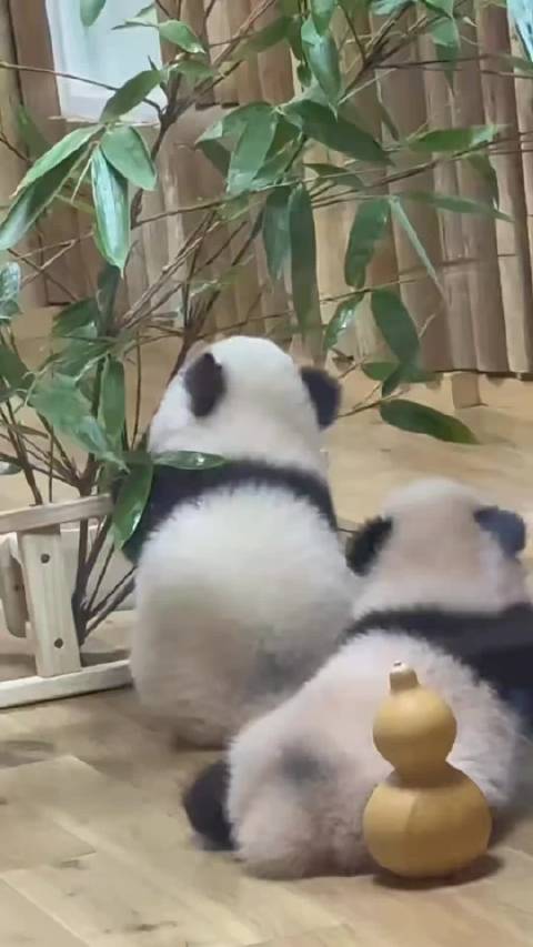 两个毛茸茸的玩偶仔仔复活了