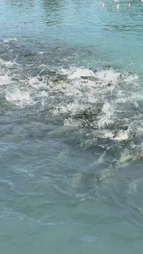 阿拉斯加三文鱼回乡产卵，熊海豹水鸭共享盛宴