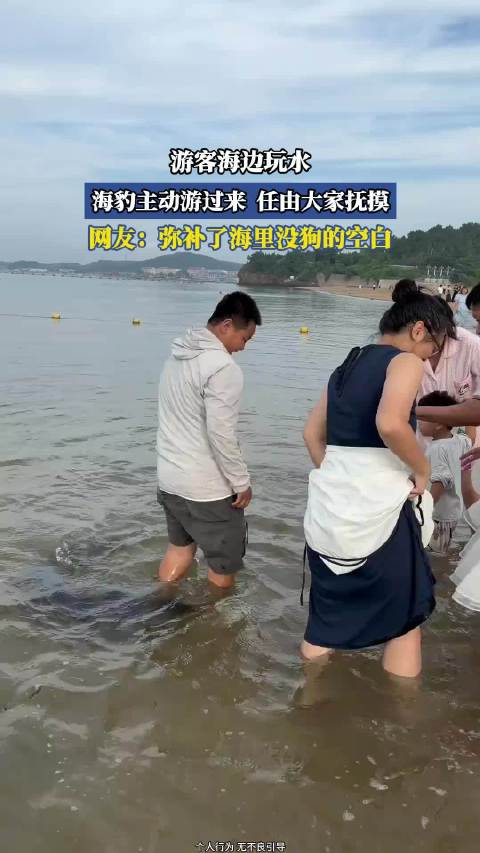 游客海边玩水，海豹主动游过来，任由大家抚摸！