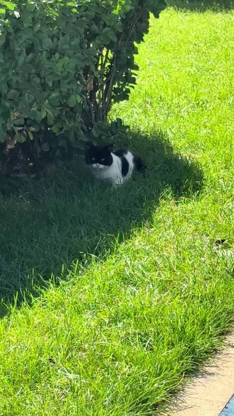 超帅蝙蝠侠猫