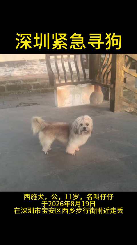 深圳11岁西施犬仔仔于宝安西乡步行街走失