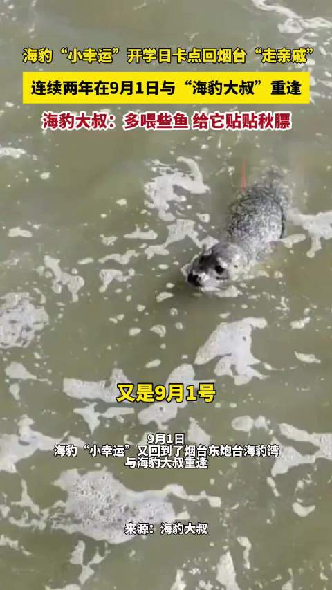海豹小幸运9月1日卡点重逢海豹大叔