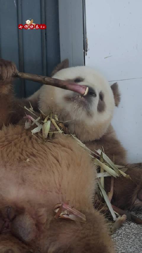 七仔仔：我给大家表演一个卡顿！秦岭棕色大熊猫七仔