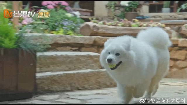 萨摩耶太可爱，前脚送走美女，后脚接阿奶进门