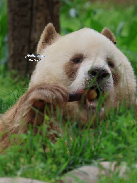 小草也挡不住我仔仔的美貌