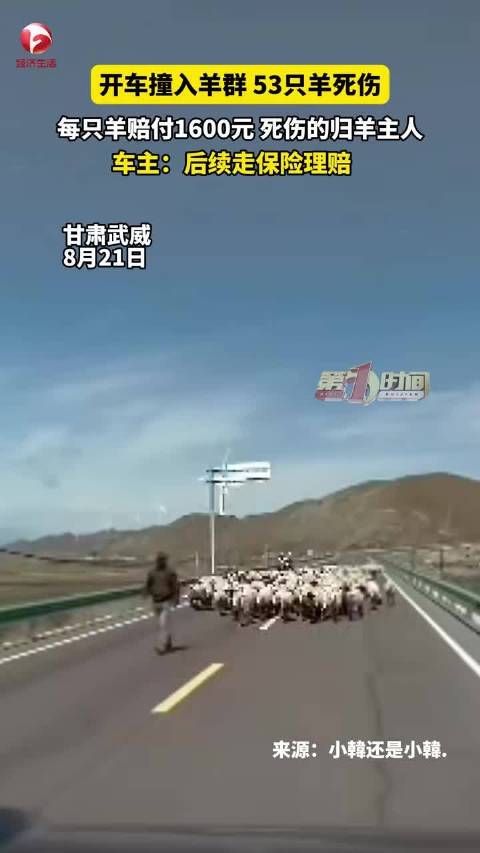 男子开车分神撞羊群致53只死伤：每只赔付1600元、保险承担