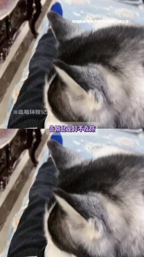 希望奥斯卡与小七小金人团聚