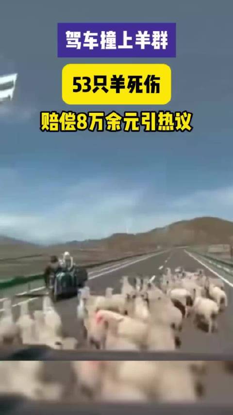 开车分神撞死伤53只羊，赔付84800元