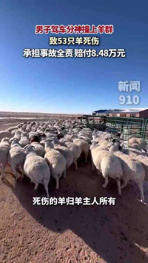 车辆撞羊群赔偿84800元，车主需足额投保三者险