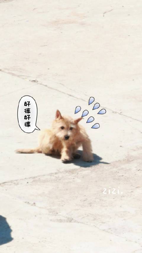 一块焦糖小面包 在太阳底下炙烤 焦香酥脆 趁她主银@黄景瑜 不在 速速抱走