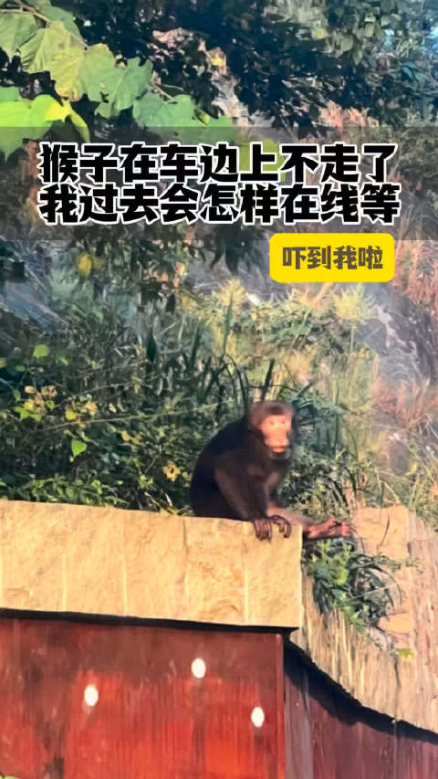 猴子在我车边上不走了，在线等我能不能过去，他会不会挠我啊？！